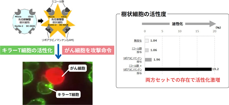 ミコール酸とリポアラビノマンナン(LAM)が両方含まれます