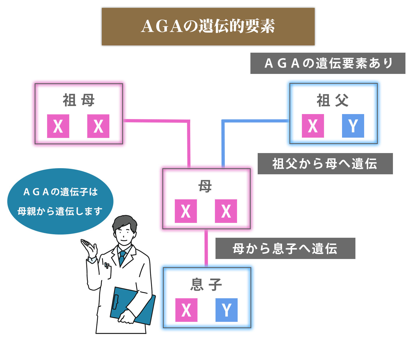 AGAの遺伝的要素